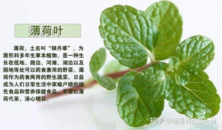 減肥油薄荷健康推薦吃(chī)嗎(ma)知乎