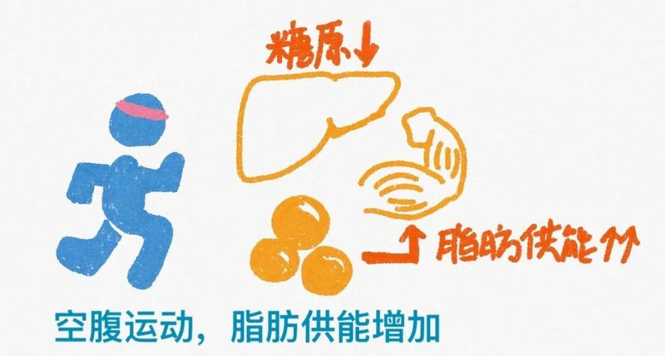 為(wèi)什麽空腹減脂更好