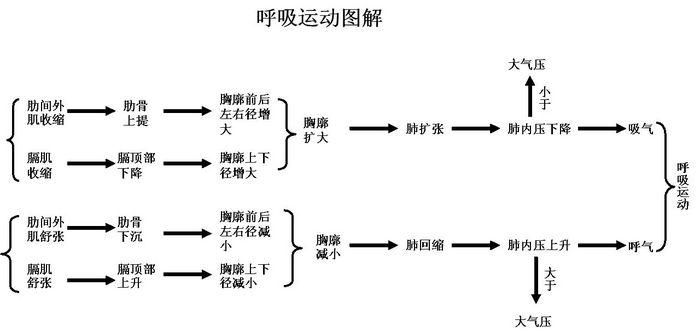 運動中呼吸減肥原理,運動中呼吸減肥原理是什麽