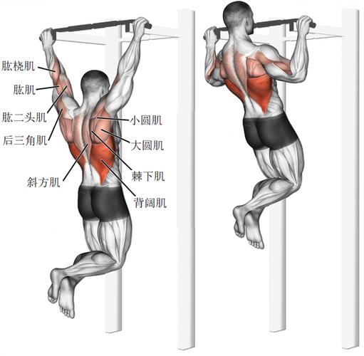 減肥方法引體向上(shàng)怎麽練：引體向上(shàng)減脂嗎(ma)？